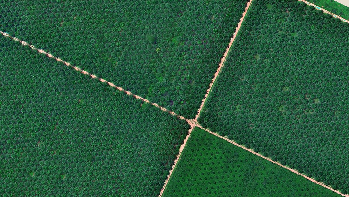 palm counting with drones palm counting with drones