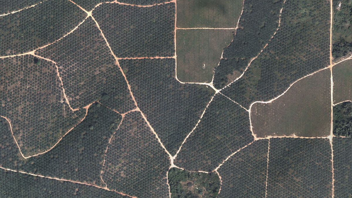 drone palm RGB for counting drone palm RGB for counting