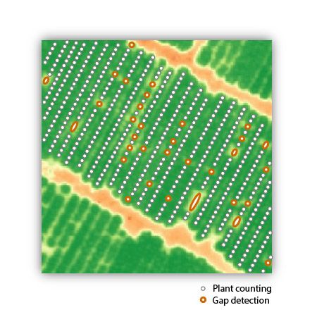 Delair-Tech plant counting and gap detection